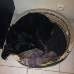 Mon chien traumatisé par mon départ